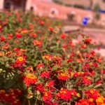 museo-hoffmann-giardino-verde